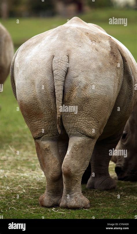 White Rhino Bum Hi Res Stock Photography And Images Alamy