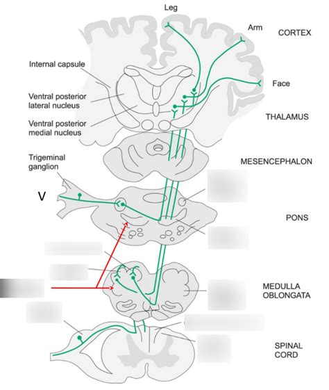 Dorsal Column Medial Lemniscal Pathway Diagram Quizlet