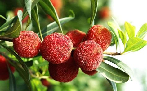 Bayberry Fruit 20 Seeds Etsy