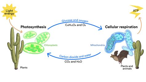 Newsela The Cycle Of Photosynthesis And Cellular Respiration