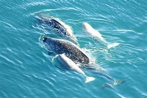 Elusive Narwhal Babies Spotted Gathering At Canadian Nursery New