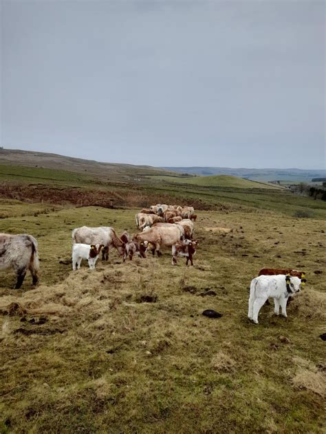 Luing cows with calves at foot. £1100 an outfit. | The Farming Forum