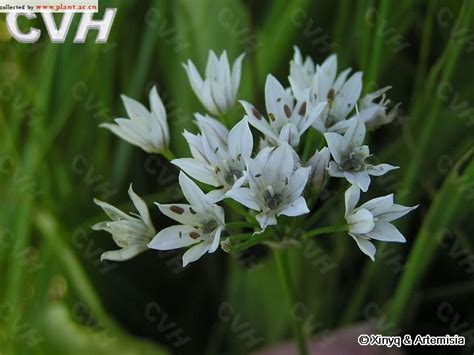 野韭Allium ramosum Linn 植物图片库 植物通