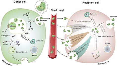 Exosome Secretion And Uptake I Specific Areas Of The Plasma Membrane