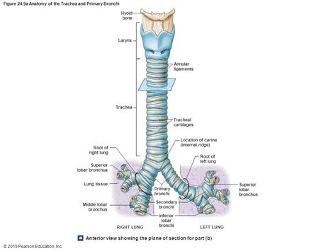 carina anatomy diagram  tracheobronchial tree trachea bronchi