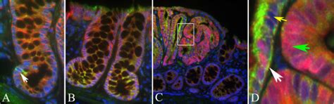 Expression Of Lgr In Histological Sections Of Rat Colon As Assessed