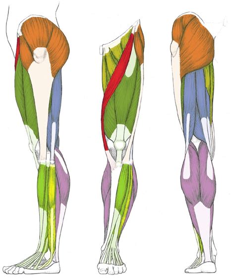 Human Leg Muscles Described | Anatomy System - Human Body Anatomy ...