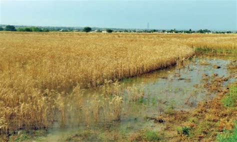 Untimely Wet Spell Set To Damage Wheat Crop Newspaper DAWN