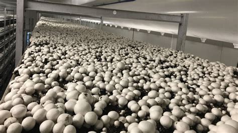 The Art Of Button Mushroom Cultivation Jeevan Mushroom