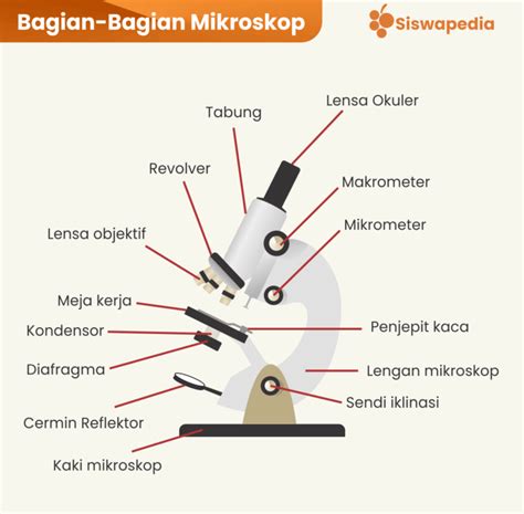 Mengenal Lebih Dekat Bagian Bagian Mikroskop Dan Fungsinya Peralatan ...