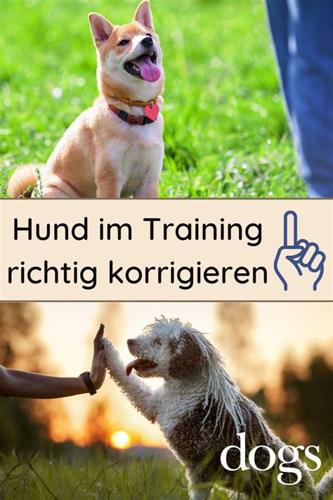 Strafe Oder Belohnung So Korrigierst Du Deinen Hund Richtig Martin