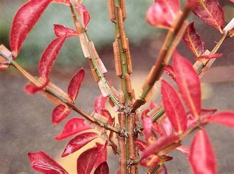 Euonymus Alatus Compactus Landscape Plants Oregon State University