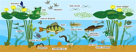 Ecosystem Of Pond Animals Living In Pond Diverse Inhabitants Of Pond In