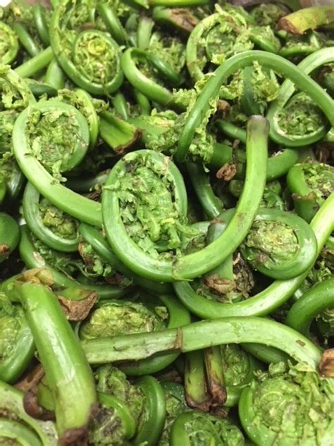 Fiddlehead Fern - California Specialty Farms