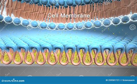 Interactions Of Synthetic Polymers With Cell Membranes And Model