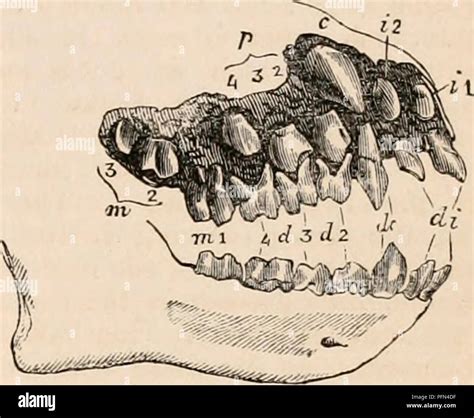 Chimpanzee Anatomy High Resolution Stock Photography And Images Alamy