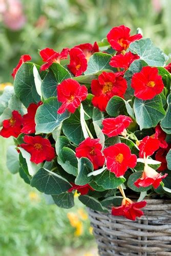 Tropaeolum Minus Baby Red Takii Europe B V