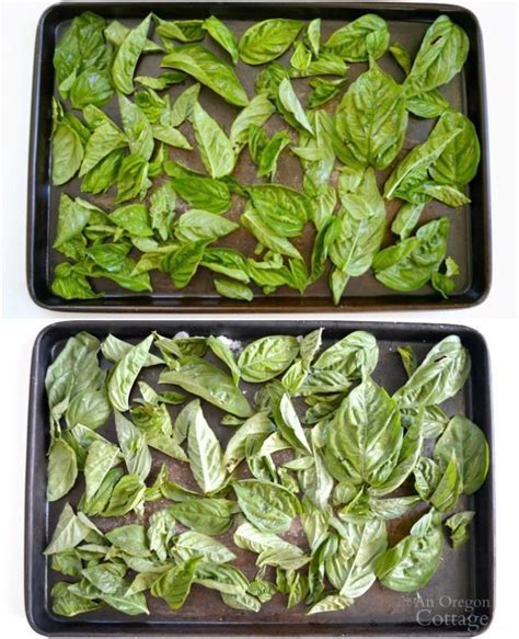 How To Freeze Basil 6 Ways Which Is Best An Oregon Cottage Recipe