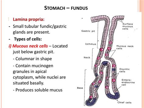 Ppt Histology Of Digestive System Stomach Fundus And Pylorus Powerpoint Presentation Id 9240611