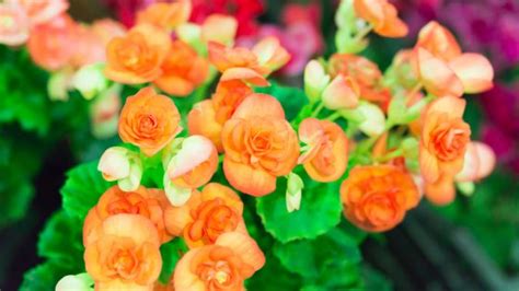 How To Keep Begonias Blooming 5 Incredible Tips Pepper S Home Garden