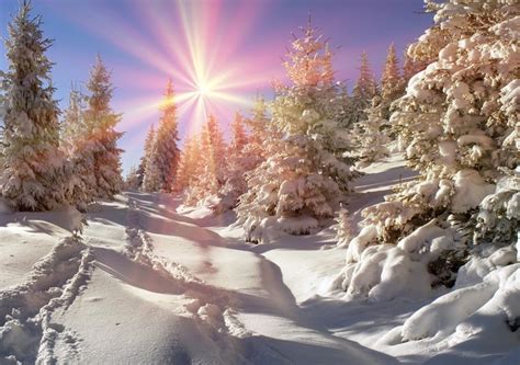 4K Ukraine Seasons Winter Zakarpattia Snow Spruce Sun HD