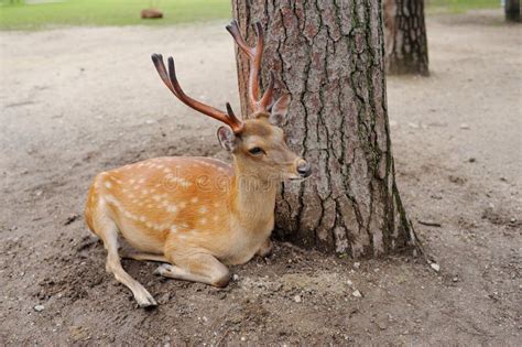 Wild Deer In Nara Park Japan Deer Are Symbol Of Nara S Greatest