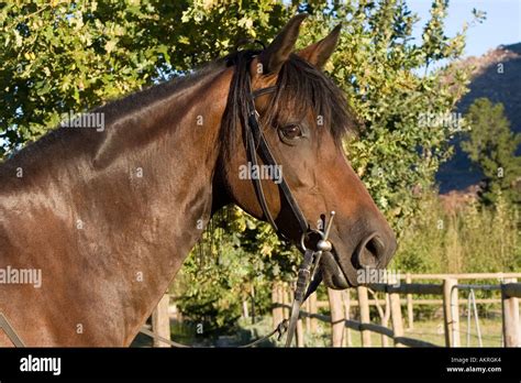 Friesian horse cross hi-res stock photography and images - Alamy