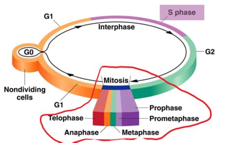 Mitose Meiose Rekombinationen Flashcards Quizlet