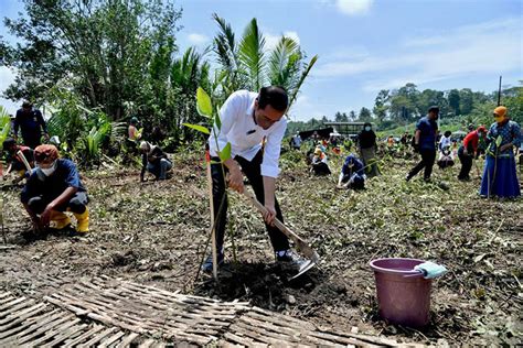 Antisipasi Perubahan Iklim Presiden Jokowi Tanam Mangrove Bersama