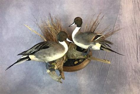 Showpiece Taxidermy Wood Duck Mallard And Pintail Mounts Wood