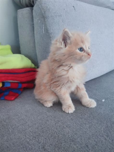 Hermiona Kotka Maine Coon FPL Wenecja OLX Pl