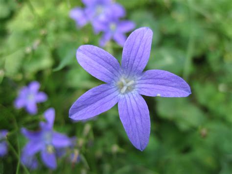 photo violet flowers beautiful outdoors textured