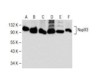 Anti Nup93 Antibody F 2 SCBT Santa Cruz Biotechnology