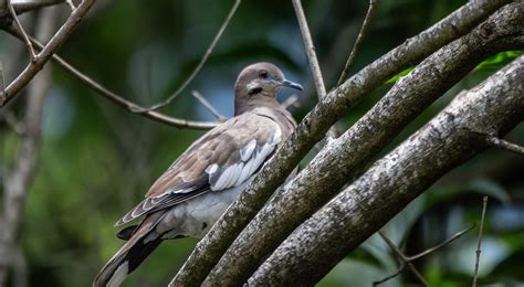 Dove Bird Branch Grenada - Free photo on Pixabay - Pixabay