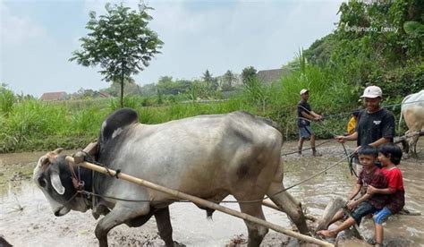 Desa Wisata Brayut Lokasi Akses Dan Harga Tiket Masuk WidyaLoka Wisata