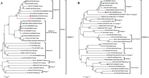 Phylogenetic Analysis Based On Orf Sequences Of Prrsv A And