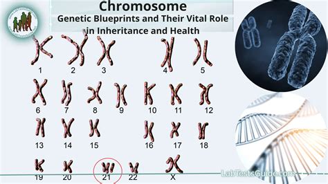 chromosomes genetic blueprints   vital role  inheritance
