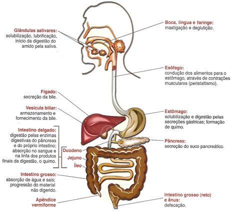 Processos QuÍmicos E MecÂnicos Do Sistema Digestivo Trabalhos Escolares