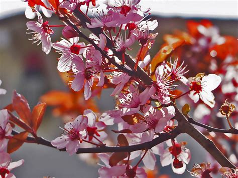 Bildet Tre Natur Gren Blomstre Anlegg Frukt Blad Blomst Petal