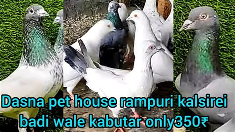 Dasna Pet House Walo Ke Rampuri Kalsirei Bazi Wale Kabutar Only 350