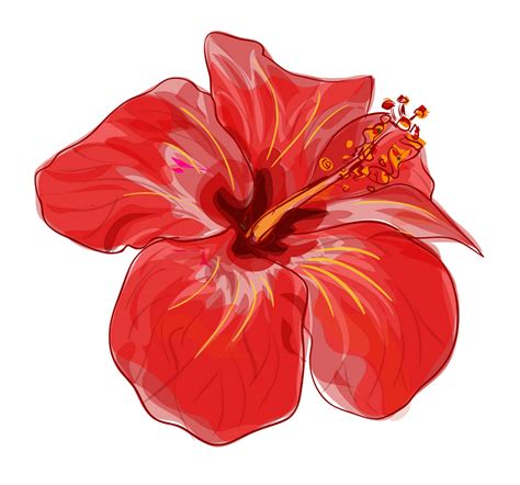 ハイビスカスの花のイラスト画像