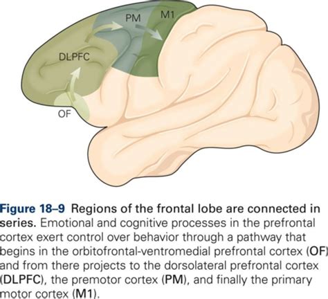 Lecture 4 The Neural Basis Of Cognition Part 2 Flashcards Quizlet