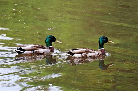 Kaczki Mallards Jezioro Darmowe zdjęcie na Pixabay Pixabay