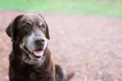 Dog shy guilty is a shelter hound dog waiting looking up with lonely