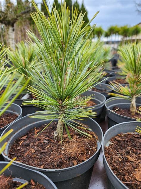 Sosna Giętka "Vanderwolf's Pyramid" (Pinus Flexilis)