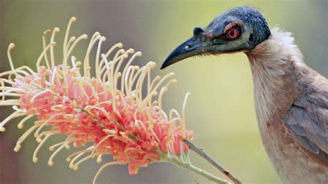 The Noisy Friarbird Where To Find This Bird In The Bundaberg Region