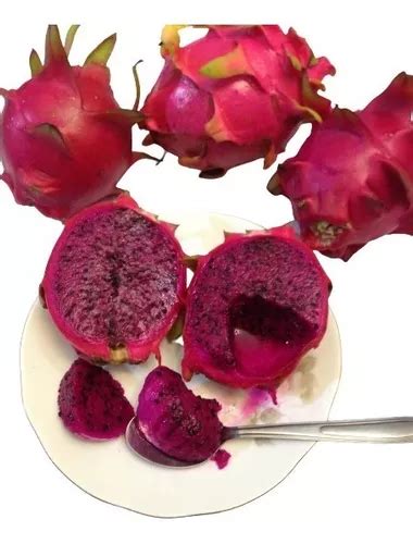 Muda Estaca Pitaya Casca E Polpa Vermelha Produz Em Ano