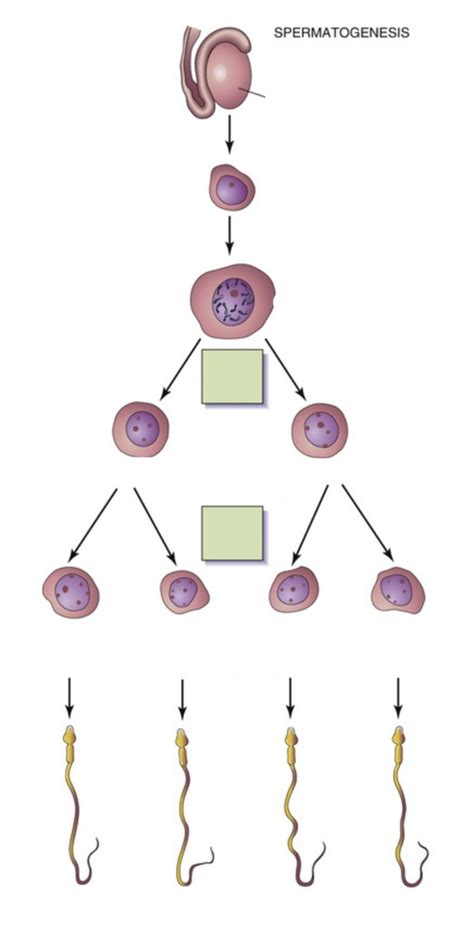 Normal Gametogenesis Spermatogenesis Diagram Quizlet