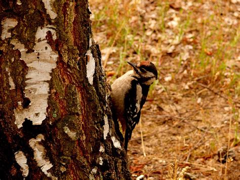 Buntspecht Specht Vogel Kostenloses Foto Auf Pixabay Pixabay