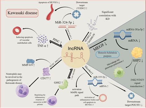 Regulatory Mechanisms Of Lncrnas In The Development Of Kd And Hsp Kd